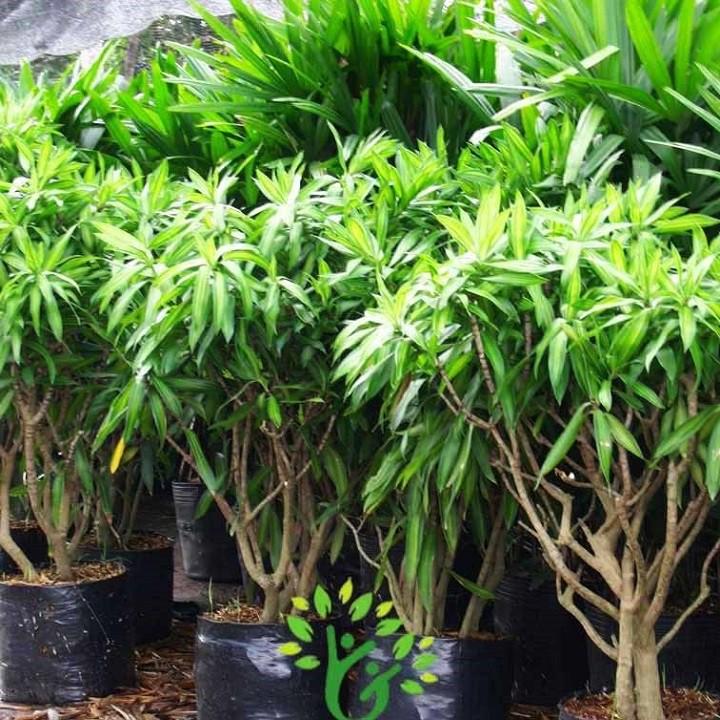CÂY TRÚC BÁCH HỢP-CÂY CAO LỚN TRƯỜNG THÀNH