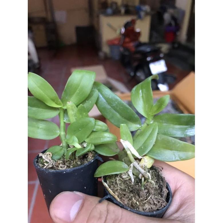 Phi điệp lai cây giống