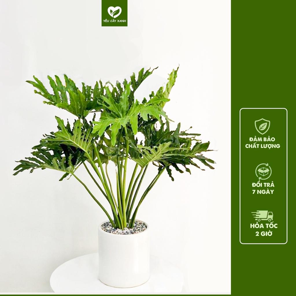 Cây Trầu Bà Thanh Xuân size nội thất