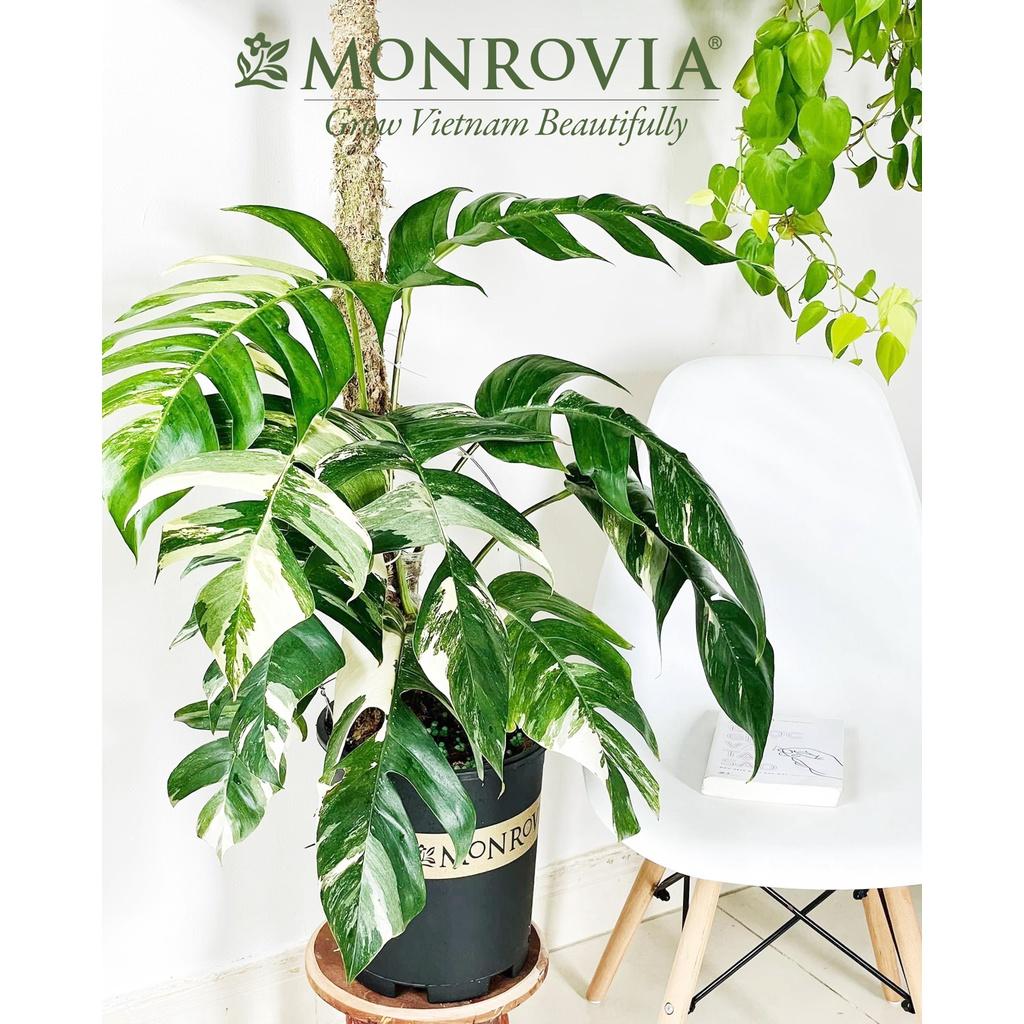 Chậu nhựa trồng cây MONROVIA để bàn, treo ban công, treo tường, ngoài trời, sân vườn, tiêu chuẩn Châu Âu