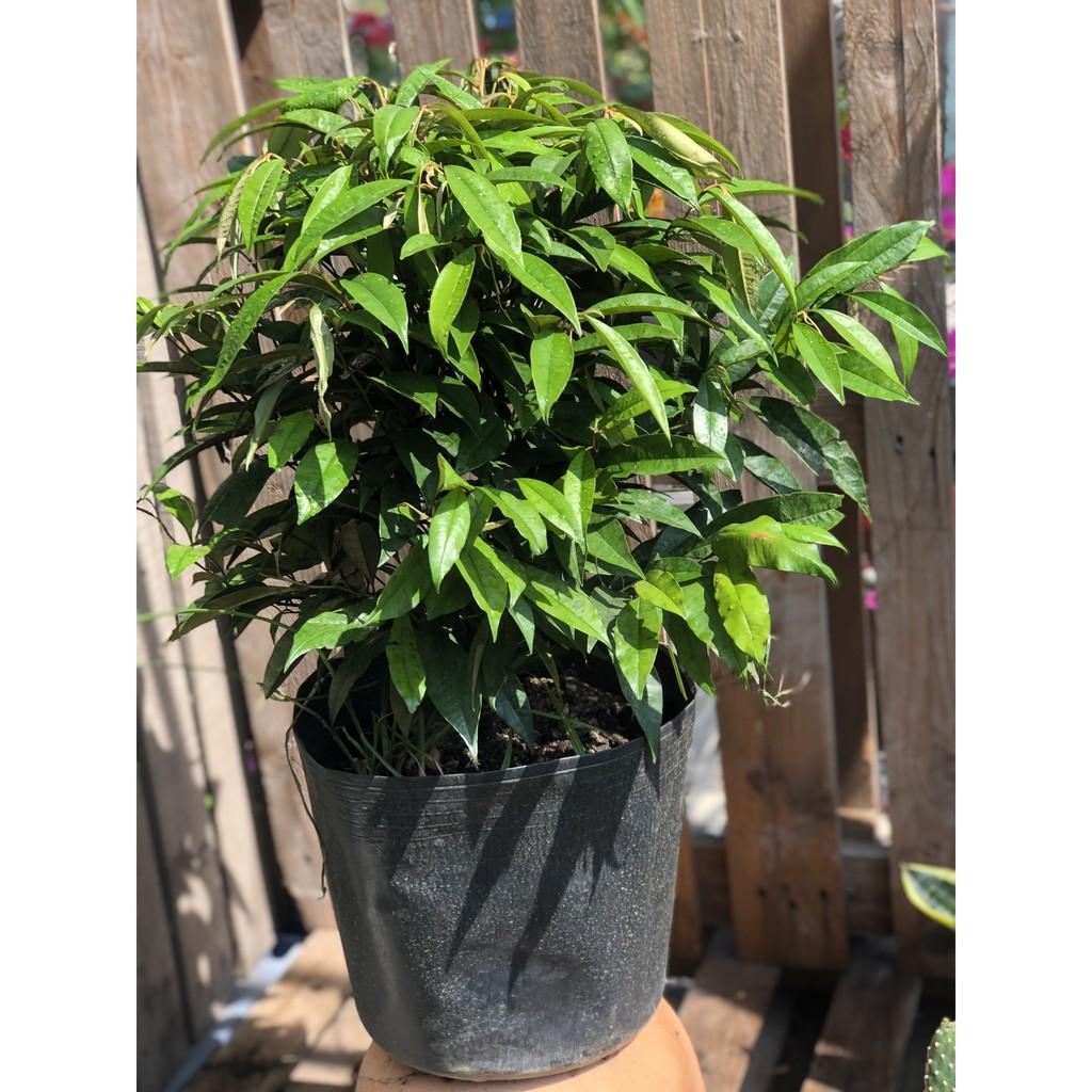 Cây Vú Sữa lò rèn Vĩnh Kim cao 70 - 90 cm
