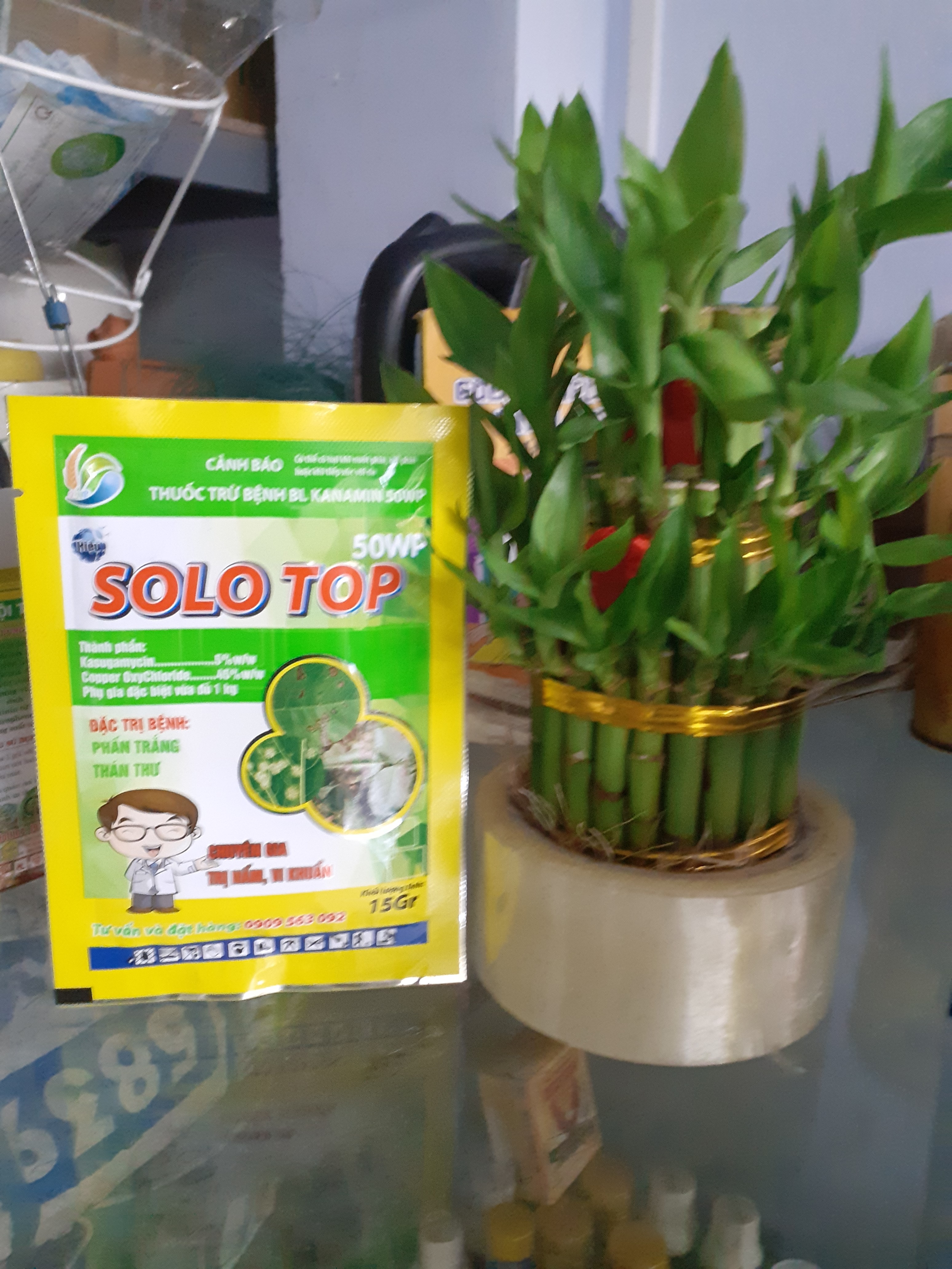 Phấn trắng thán thư có SOLO TOP