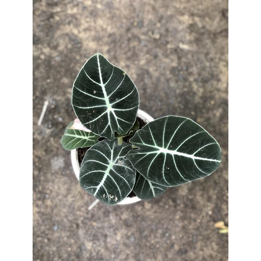 Chậu cây môn nhung đen_Alocasia Black Velvet Plant Care Basics
