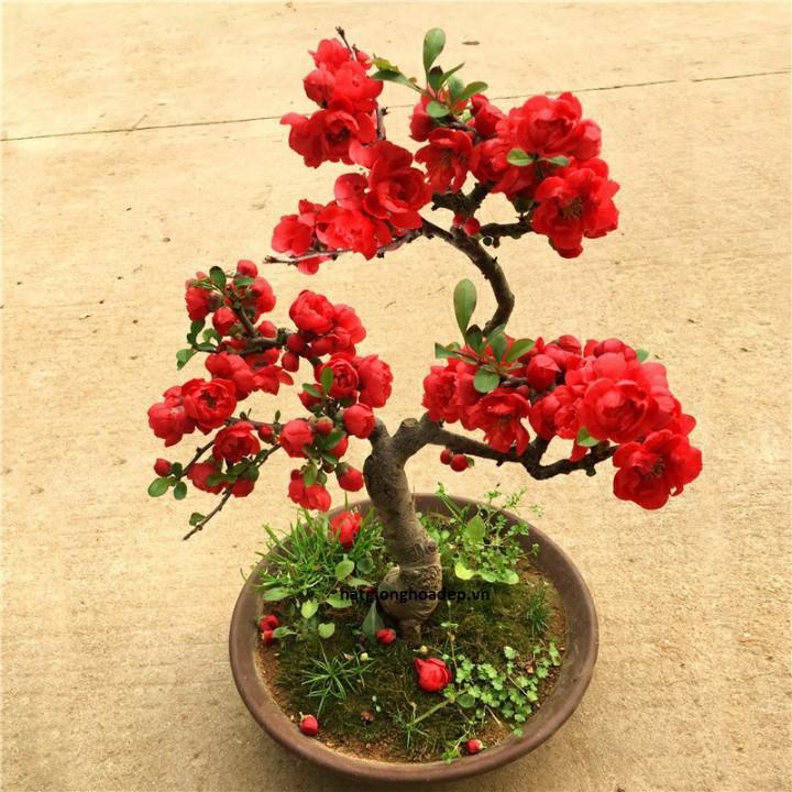 Mai Đỏ bonsai TỨ QUÝ CHẬU HOA QUANH NĂM SIÊU ĐẸP