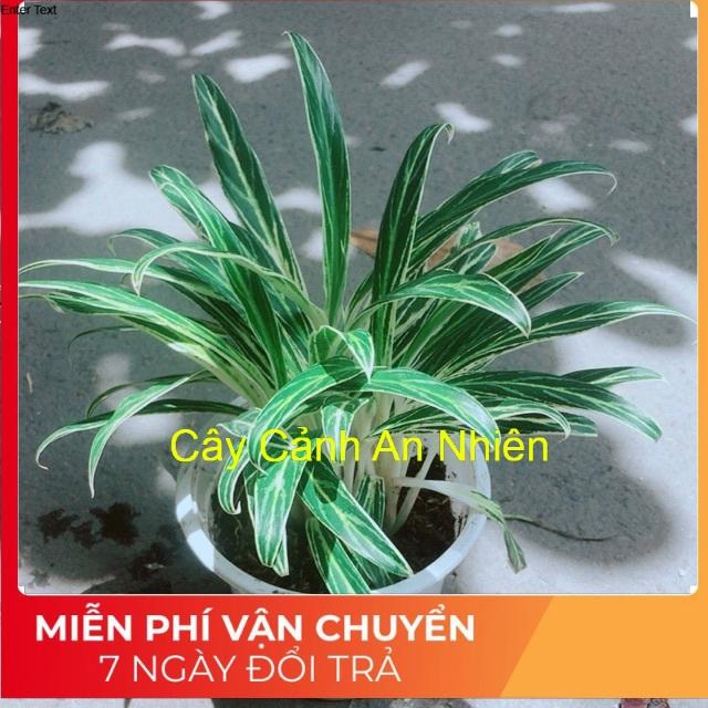 Cây Giữ Tiền
