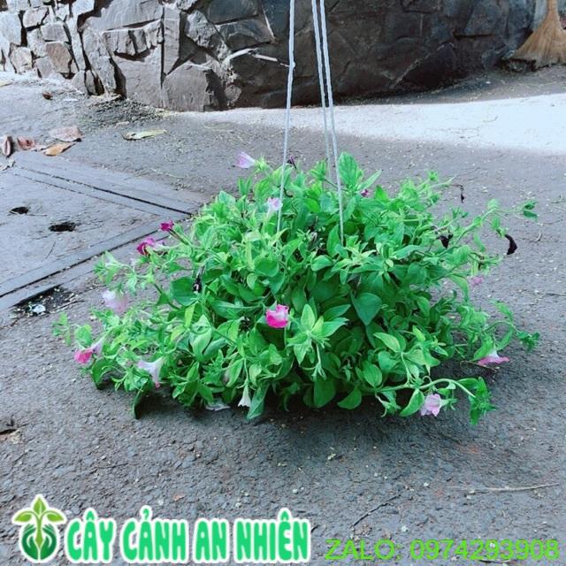Chậu Hoa Dạ Yến Thảo