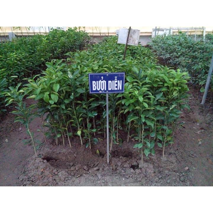 Cây giống bưởi diễn