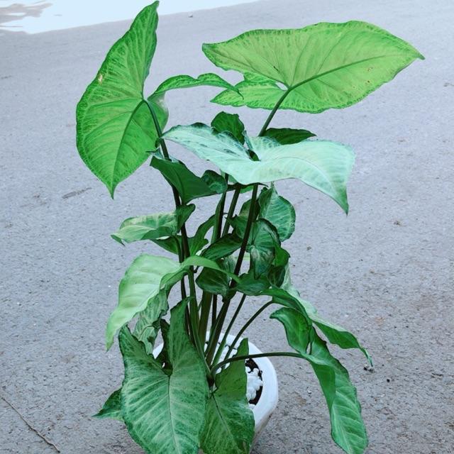 Chậu Trầu Bà Trắng