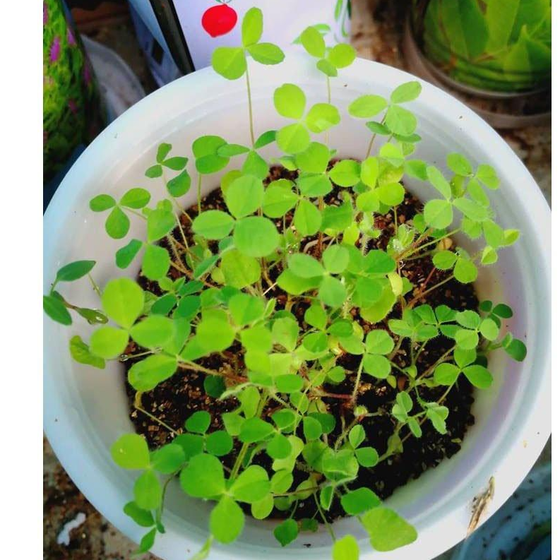 Hạt Giống Cỏ Ba Lá - Cỏ May Mắn - Cỏ trang trí sân vườn