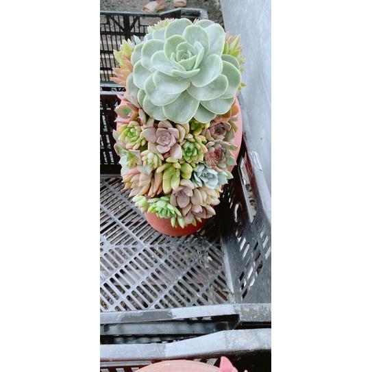 Chậu Sen Đá Tiểu Cảnh