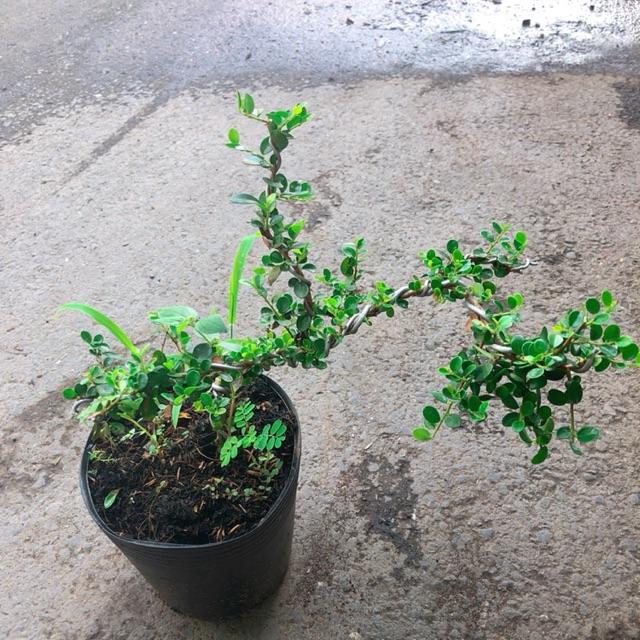 Linh Sam Núi Bonsai