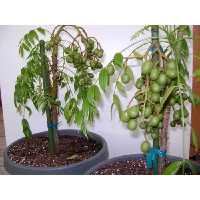 CÂY GIỐNG CÓC THÁI