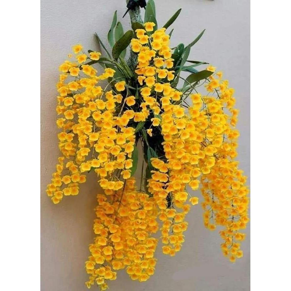 Lan vảy rồng- loại lan rừng cực khoẻ, dễ sống, hoa vàng rực rỡ