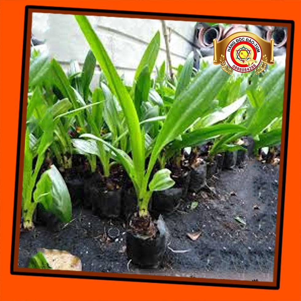 Cây Bạch Trinh Biển hút khí độc 981SP PV