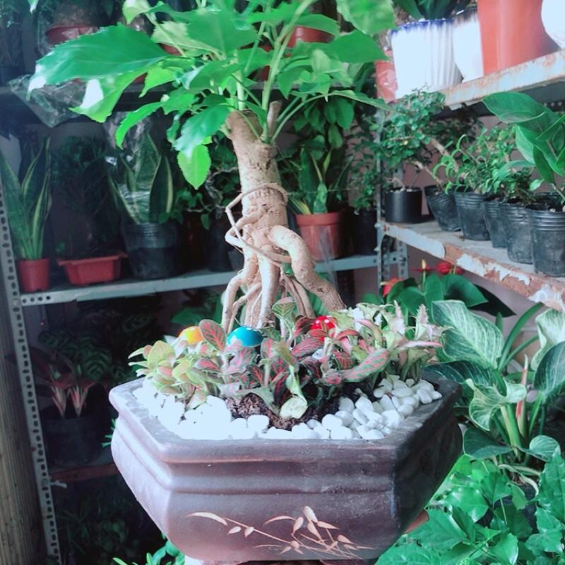 Chậu Cây Hạnh Phúc Bonsai