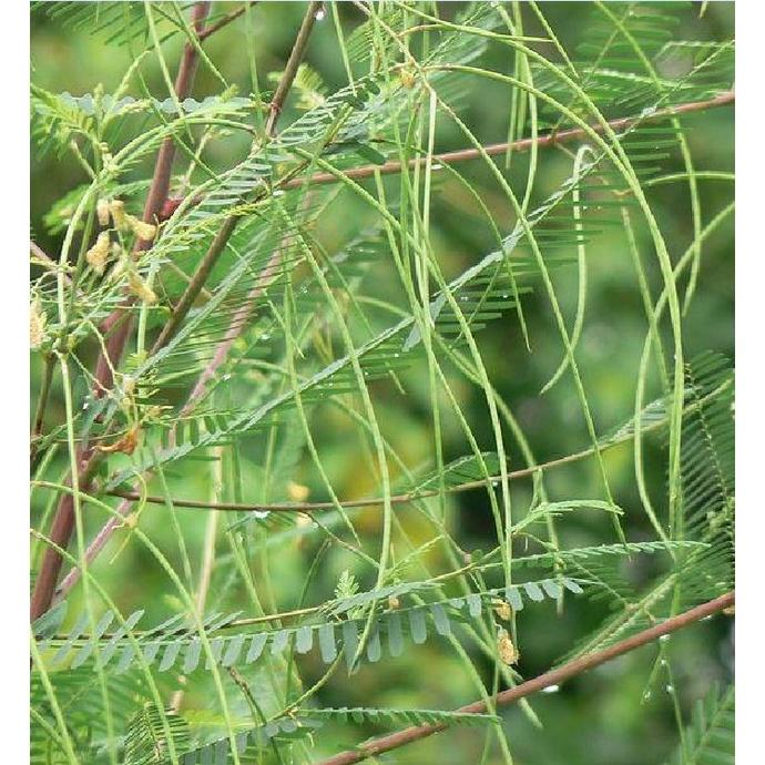 Hạt Giống Cây Bông Điên Điển - 1 gói 30 hạt