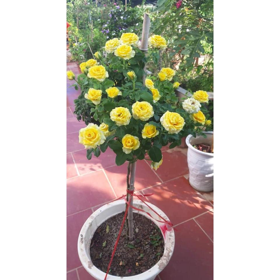 Hồng siêu nụ hàng hiếm