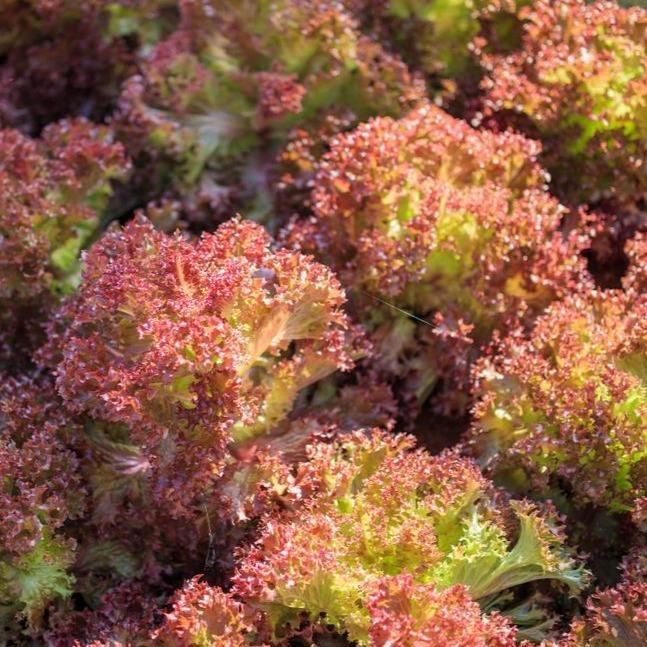 Hạt Giống Xà Lách Tím Lollo Rossa