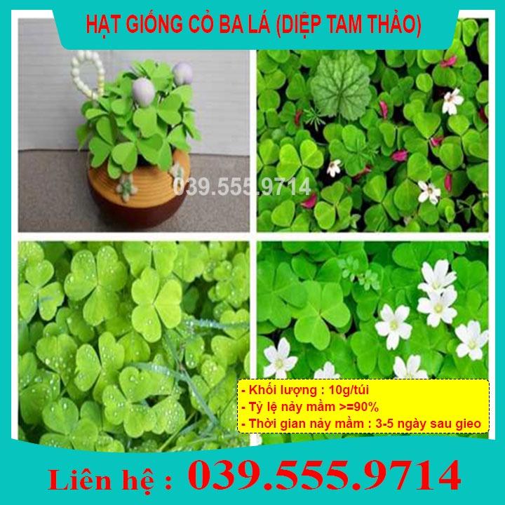 Hạt Giống Cỏ Ba Lá 10gram - Cỏ may mắn giúp trang trí sân vườn, bồn cây, để bàn