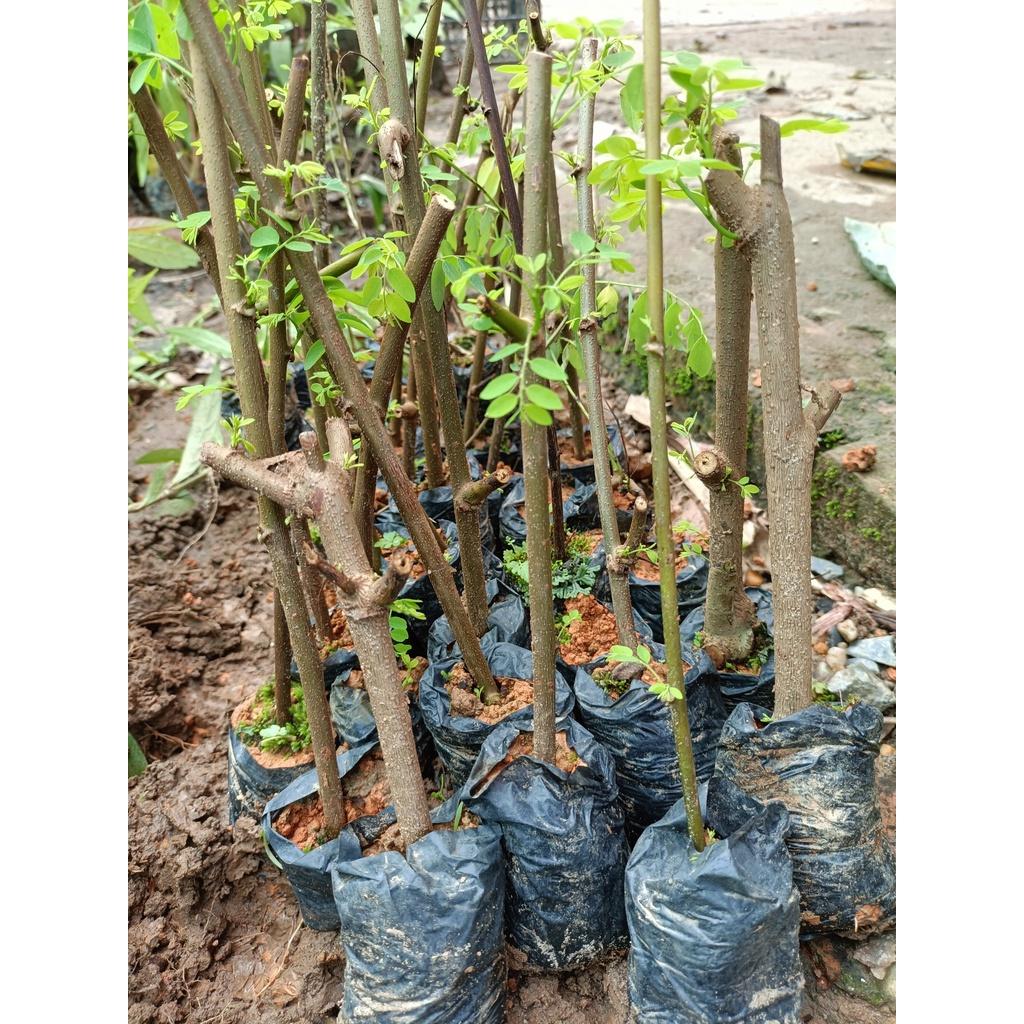 Combo 2 cây giống phèn đen