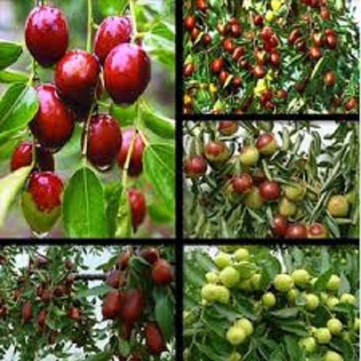 CÂY GIỐNG TÁO ĐỎ TÂN CƯƠNG , CAM KẾT GIỐNG CHUẨN F1