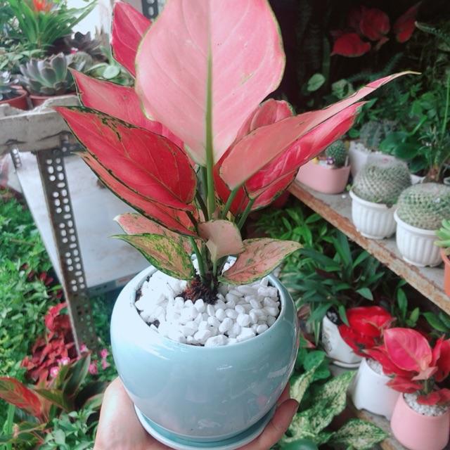 Mua Cây Vạn Lộc Hồng ( Cây Phát Lộc) tại Shop Cây Cảnh An Nhiên | Tiki Mua Cây Vạn Lộc Hồng ( Cây Phát Lộc) Tại Shop Cây Cảnh An Nhiên | Tiki