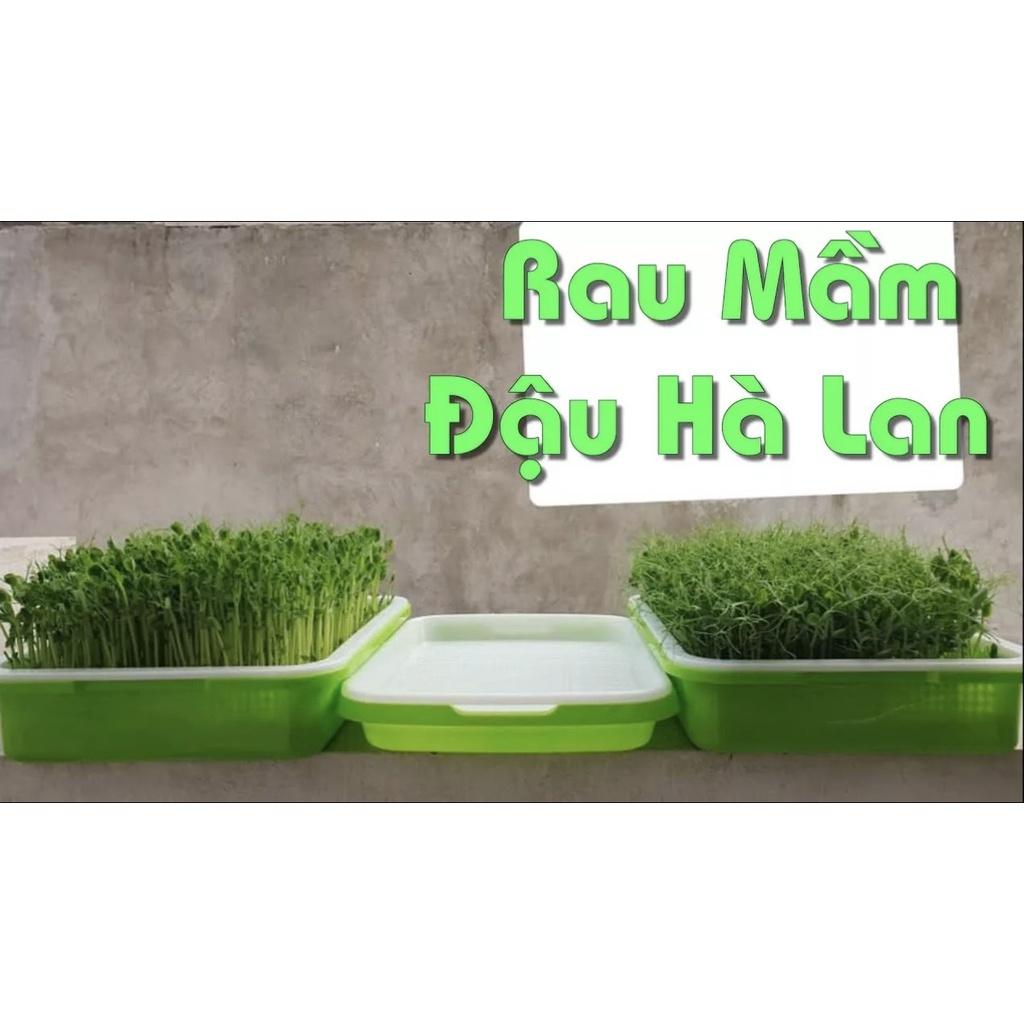 500G HẠT RAU MẦM ĐẬU HÀ LAN CHẤT LƯỢNG CAO