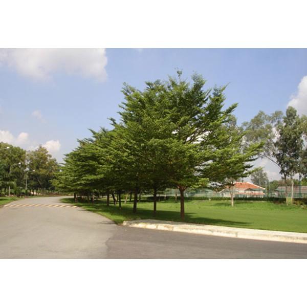 Cây Bàng Đài Loan giống
