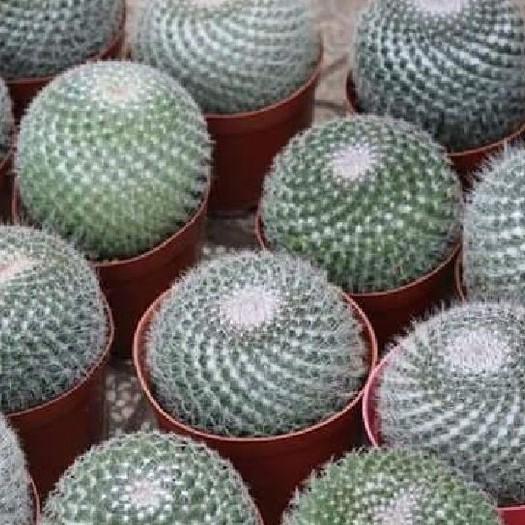 Hạt giống hoa xương rồng bánh sinh nhật 20 hạt/gói