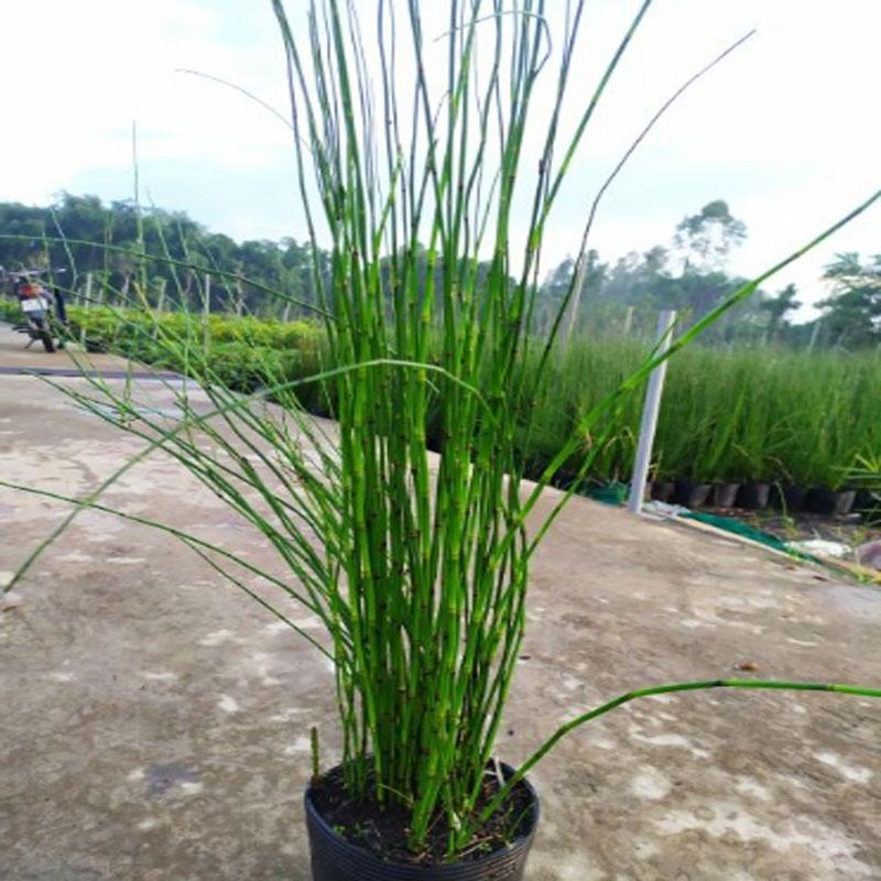 Cây Thiền Trúc - cây cảnh vườn + tặng phân bón cho cây