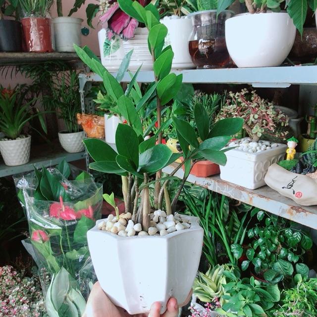 Chậu Cây Kim Tiền Thái