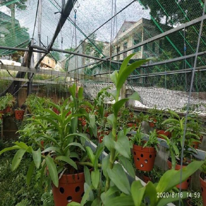 Sản Phẩm Hoa lan trầm hồng búp bê