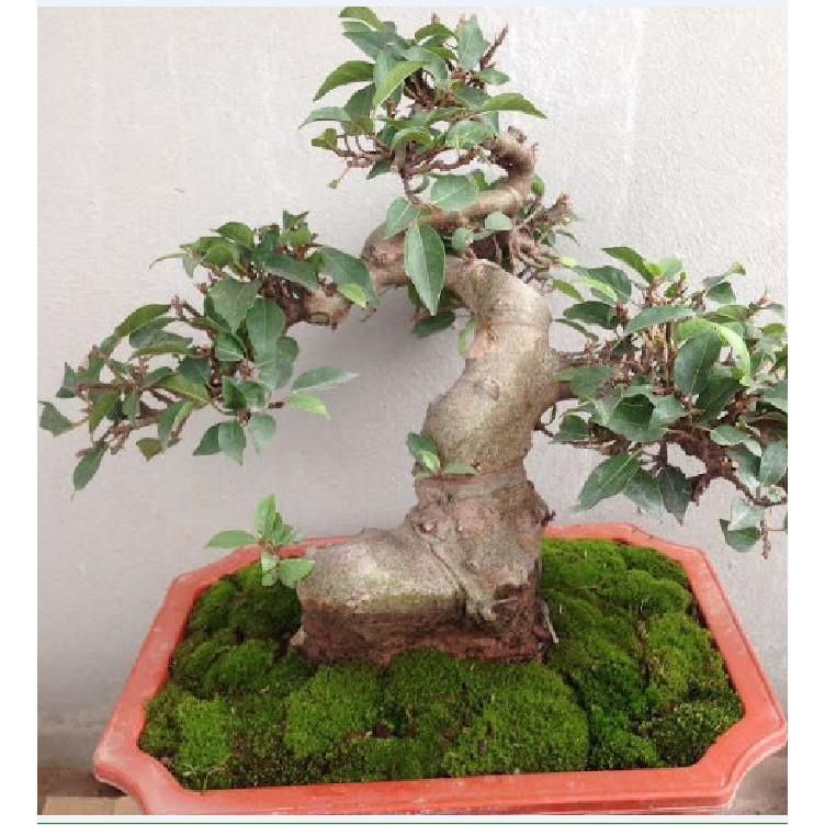 Hạt giống sung bonsai - 10 hạt/gói