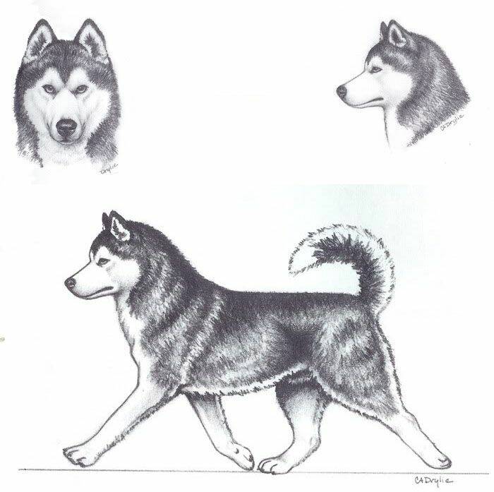 doubutsu no oishasan chapter 2 18