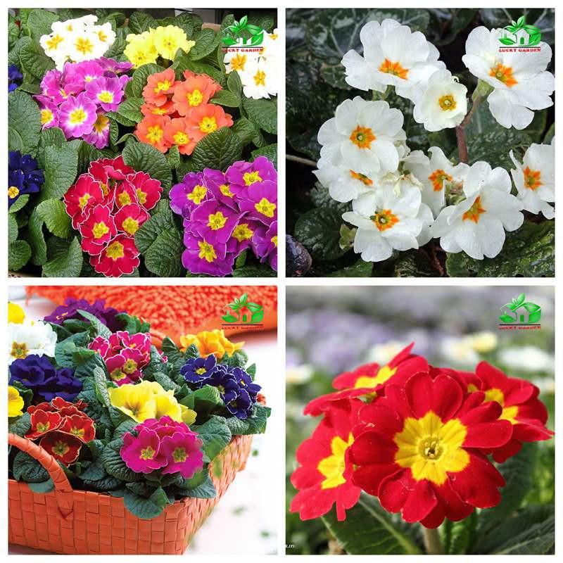Hạt Giống Hoa Báo Xuân Nhiều Màu -