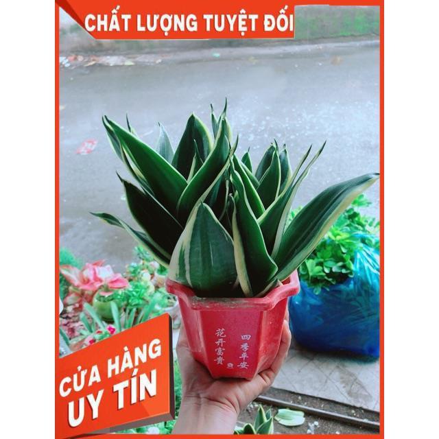 Chậu Lưỡi Hổ Thái Xanh