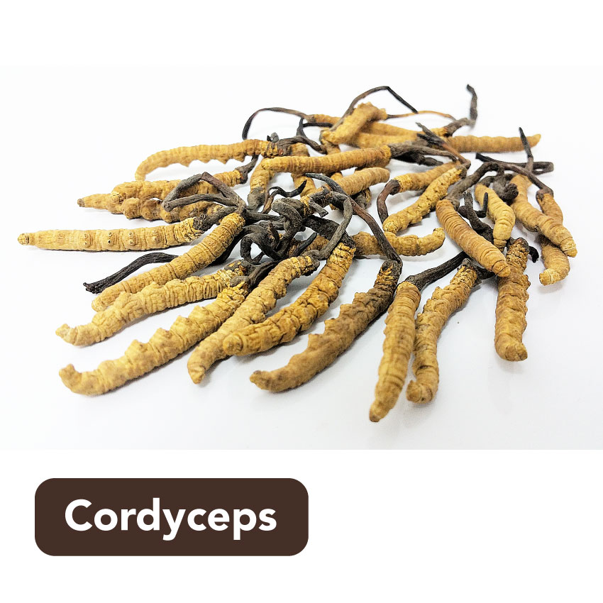 Viên Uống Đông Trùng Hạ Thảo Maca & Cordyceps Plus Tăng Cường Hệ Miễn Dịch Cải Thiện Chất Lượng Giấc Ngủ IngreLife Singapore - Hộp 60 Viên x 300mg