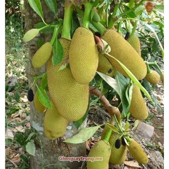 Cây giống mít Tố Nữ