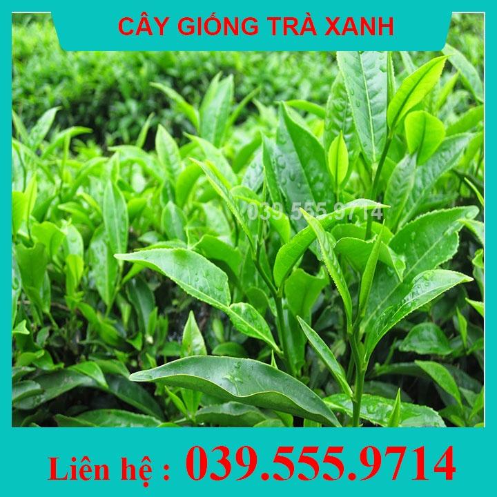 3 Cây Giống Trà (Chè) Xanh Thái Nguyên - cây có thể trồng chậu, lấy lá đun nước uống