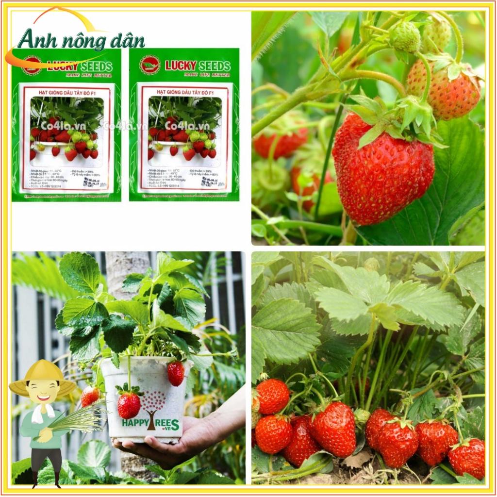 Túi 100 Hạt giống dâu tây đỏ F1 dễ trồng, chịu nhiệt - Anh nông dân chính hiệu