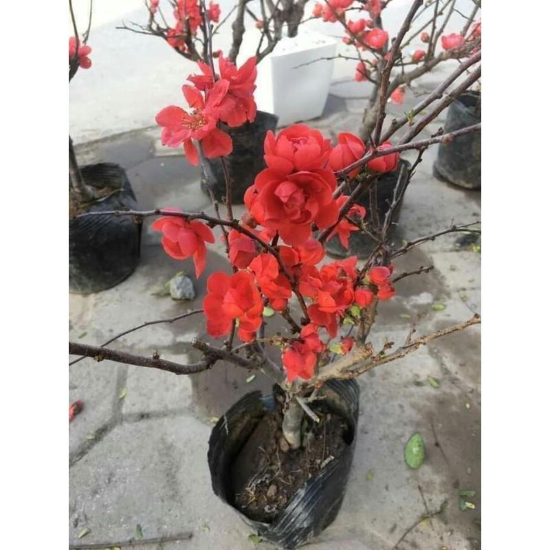 Giống mai đỏ