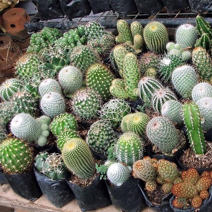 Gói 20 hạt giống Xương Rồng