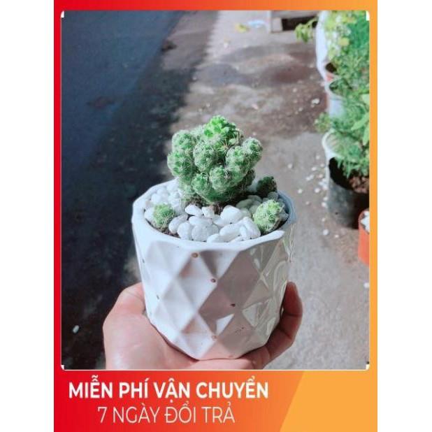 Chậu Xương Rồng Trứng Chim