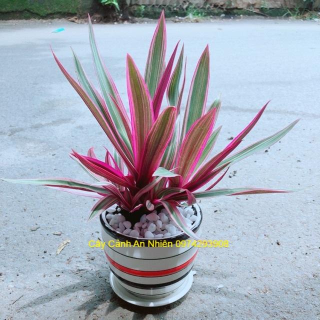 Chậu Cây Bảy Sắc Cầu Vòng