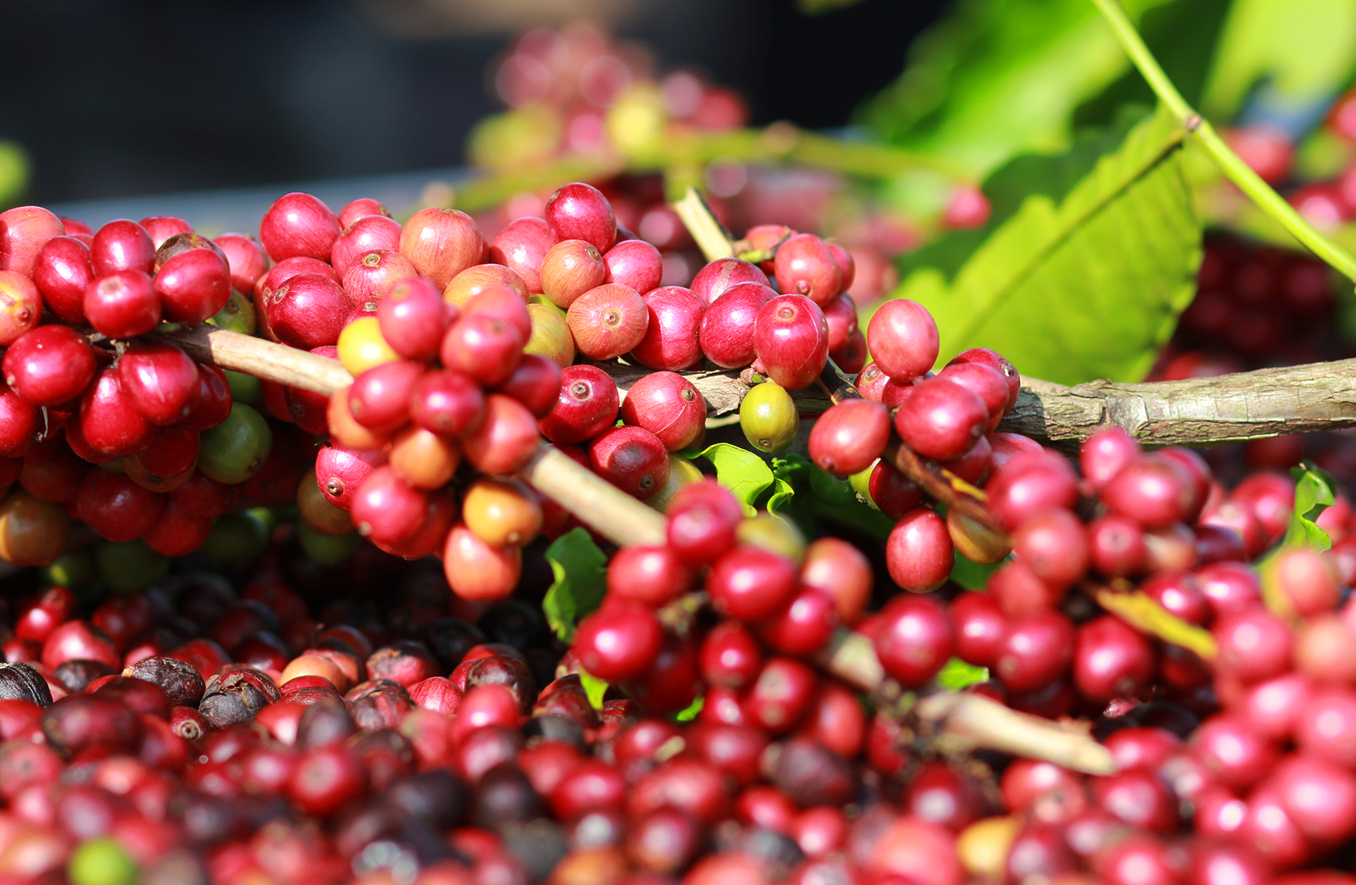 1kg Cà Phê Phối Hợp 80% Robusta và 20% Arabica Dạng Hạt -DUC ANH COFFEE