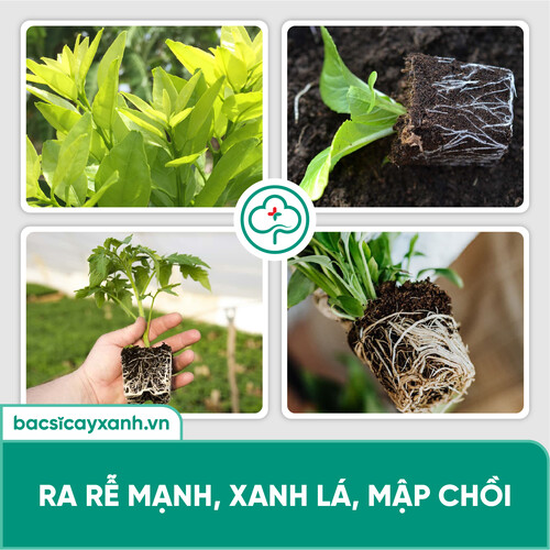 Humic vi sinh Chế phẩm ra rễ mạnh, đẻ nhánh khỏe, xanh cây, mập chồi, đẹp trái BS21 500g/1kg NSX Bacsicayxanh