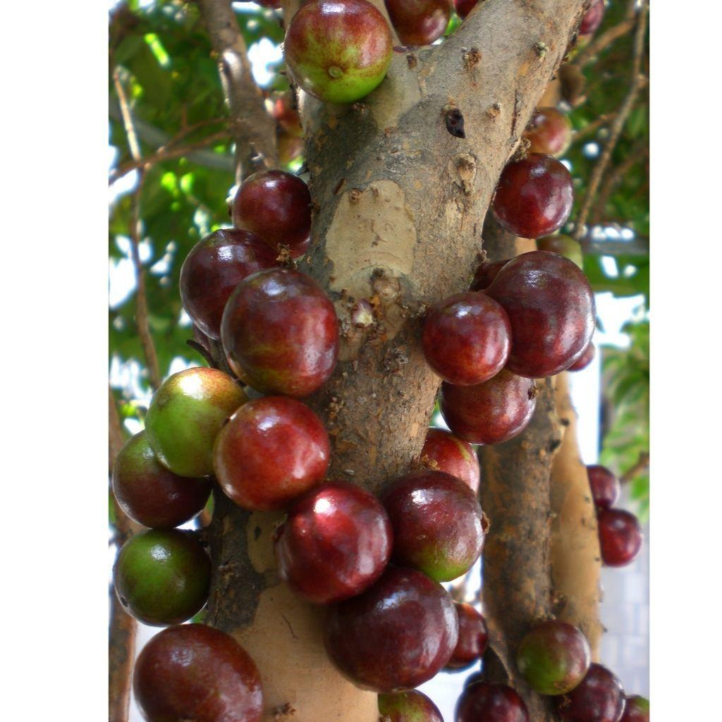 Cây Nho Thân Gỗ Bầu KHỏe CAo 50cm