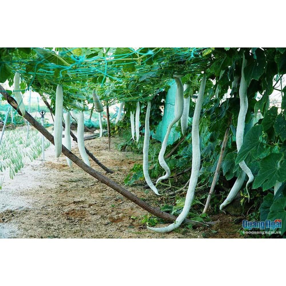 Hạt giống mướp rắn siêu trái 5 hạt