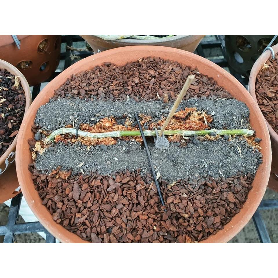 Phân bón cho hoa lan NTT gói 1kg