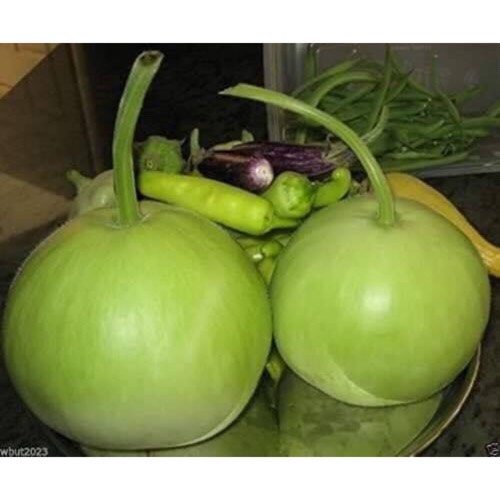 Hạt Giống Bầu Trái Tròn